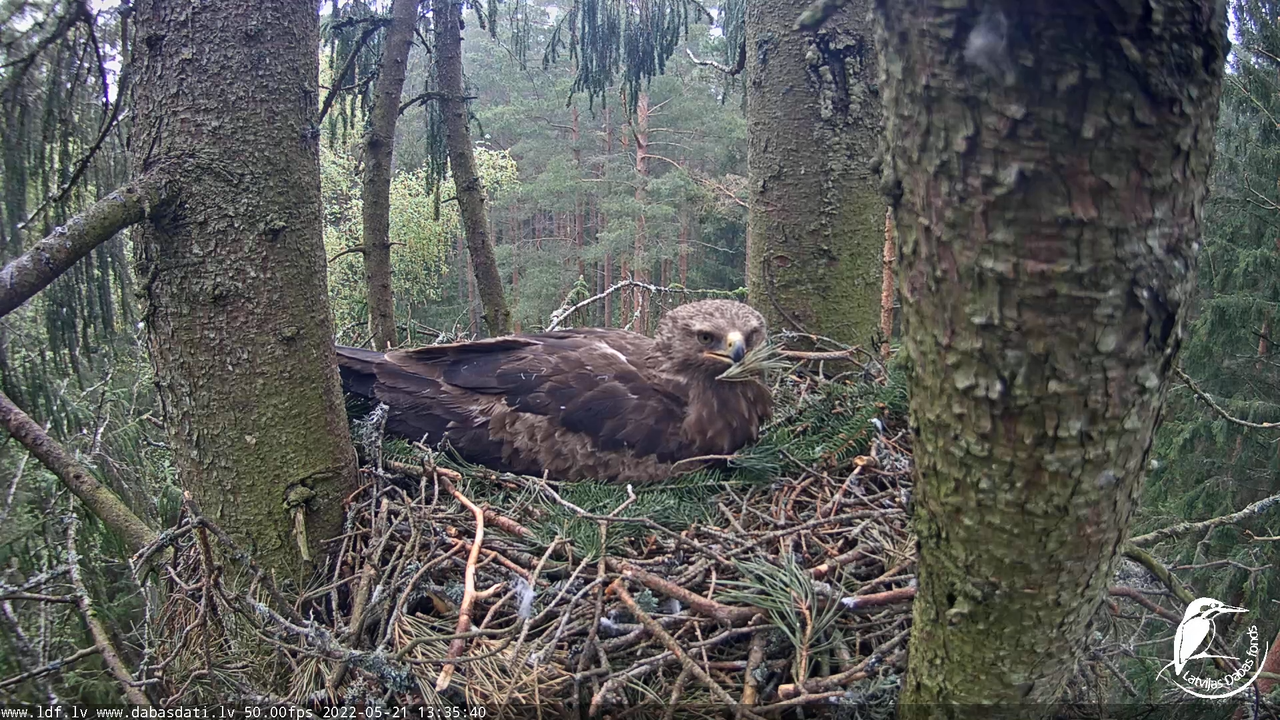 Mazais ērglis (Clanga pomarina), ligzda eglē __ Lesser spotted eagle in spruce, Zemgale, Latvia 13-2
