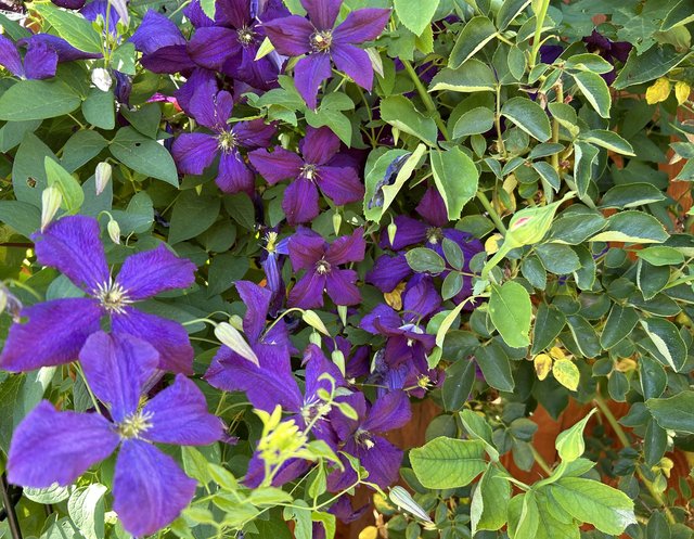 [Image: IMG-5850.jpg]