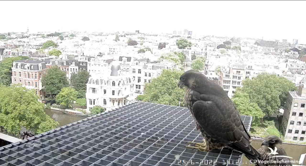 Amsterdam/Rijksmuseum screenshots © Beleef de Lente/Vogelbescherming Nederland - Pagina 32 Video-2022-06-25-142845-Moment-4