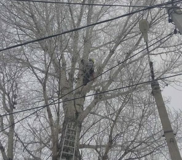 Секционный спил дерева и контролируемый спуск частей — Самара