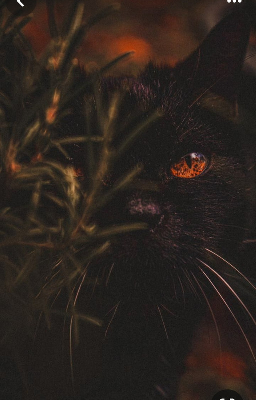 Screenshot_20231217_224011_Pinterest