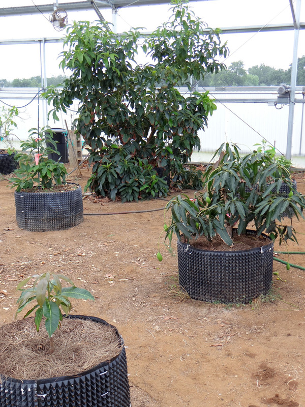 GreenhousetreesMay