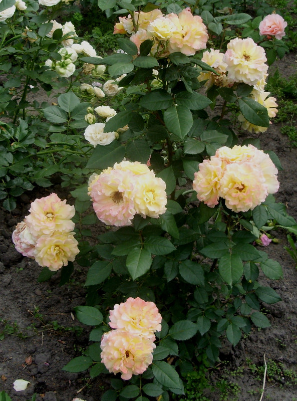 SDC12841