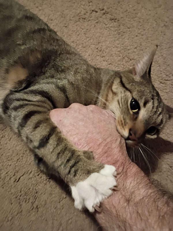 IMG 20260204 224019272