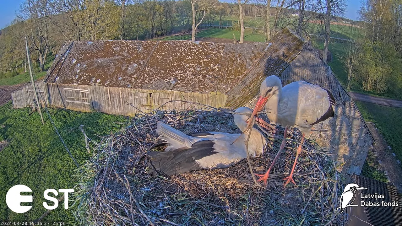 Baltie stārķi (Ciconia ciconia) Tukuma novadā - LDF tiešraide __ White storks in Tukums, Latvia 11-1