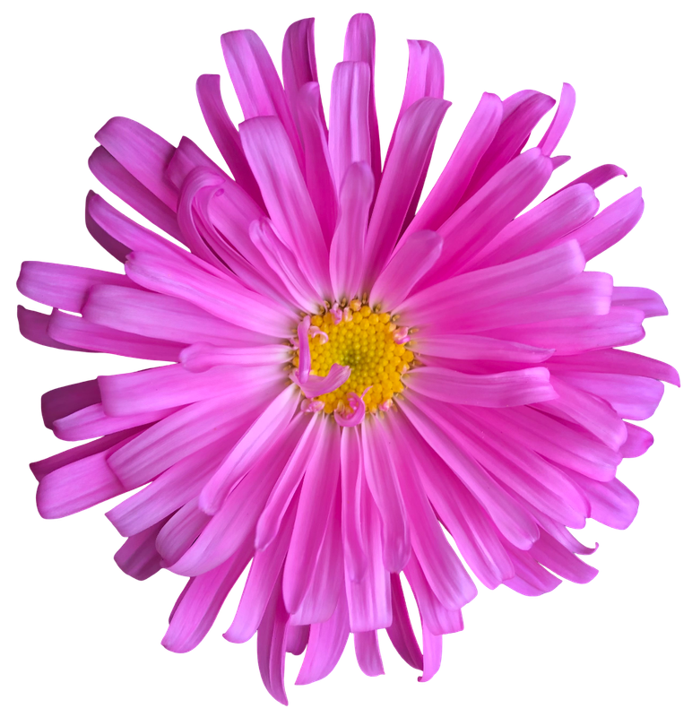 Pink Aster 1
