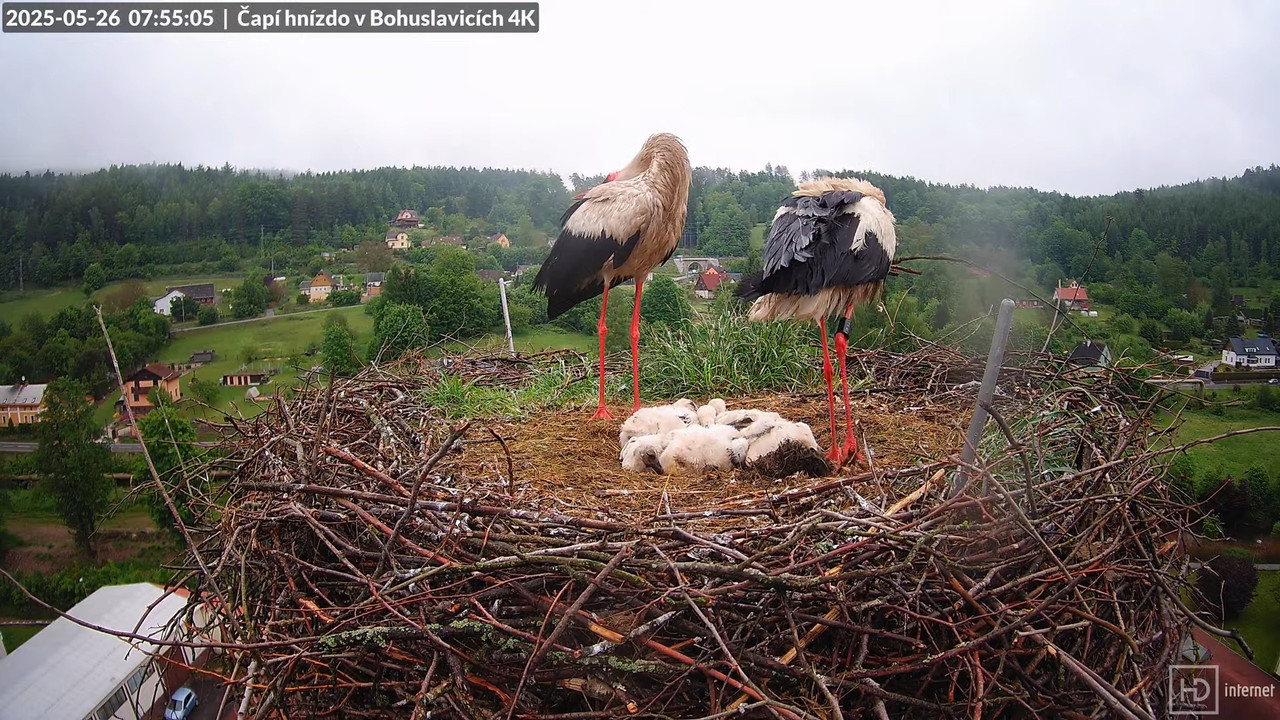 Tiešraide no KARA uzņēmuma stārķu skursteņa Bohuslavicē netālu no Trutnovas 7-44-22 screenshot