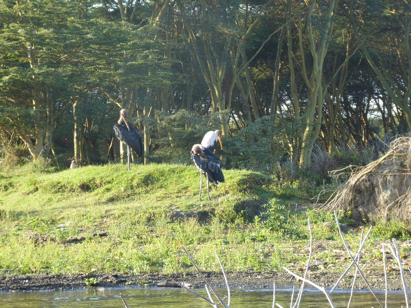 Un poquito de Kenia: Lagos Naivasha y Nakuru, Samburu y Masai Mara - Blogs de Kenia - PARQUE NACIONAL DE LAGO NAIVASHA (10)