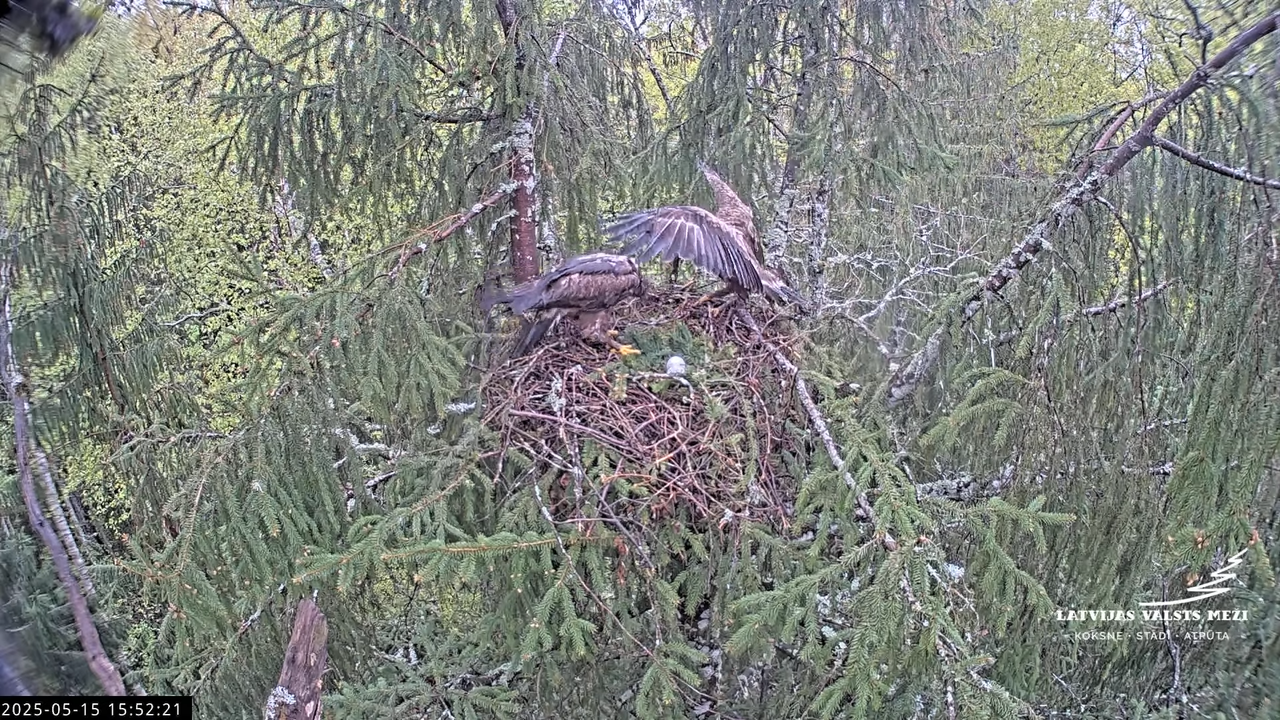 LVM mazais ērglis Lisiņa, egle2 – Lesser Spotted Eagle 14-30-31 screenshot