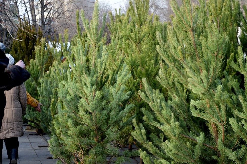 Cосна новогодняя живая