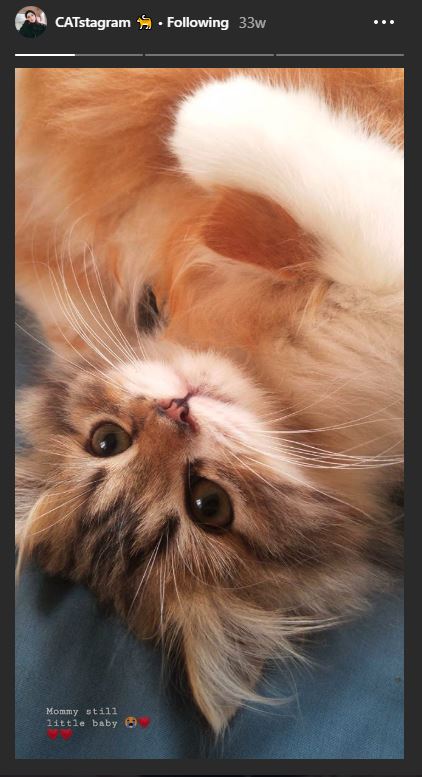 Kucing peliharaan Nurul Bashirah