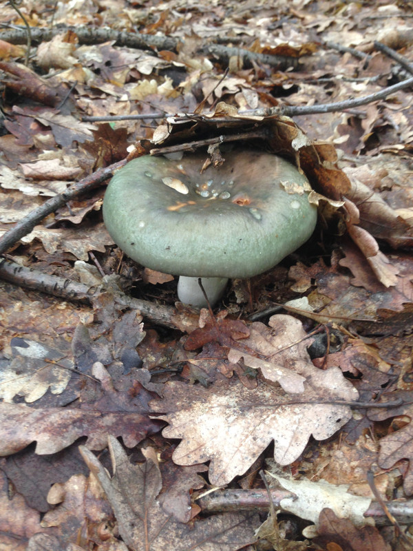 [Слика: IMG-2229.jpg]