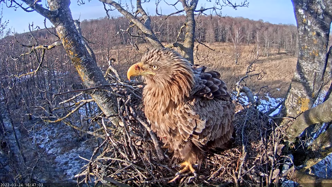 Merikotkas__Haliaeëtus albicilla 12-17-48 screenshot