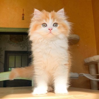chaton-highland-straight-red-blotched-tabby-bicolor-okyo-chatterie-nekobaa-19-small