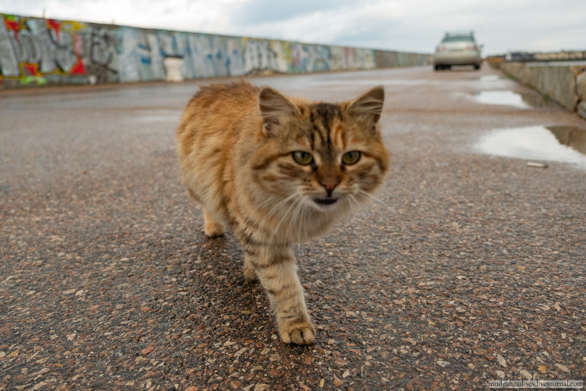 Sevcat-S-7362