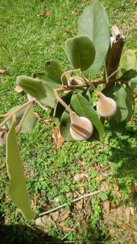 WhatsApp Image 2020-12-20 at 01.12.32 (2)