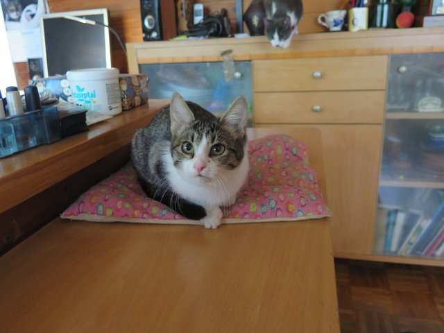 Slika