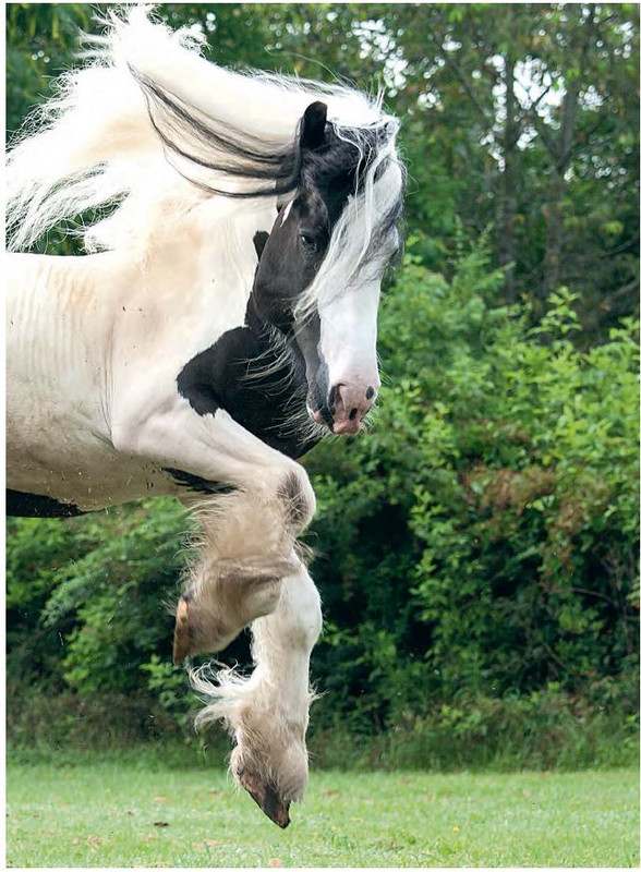 Il Mio Cav (Nov 2022) 2