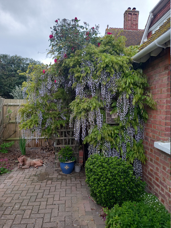 Wisteria May 2026