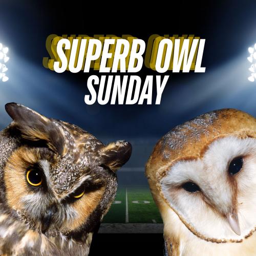 SUPERB-OWL.jpg