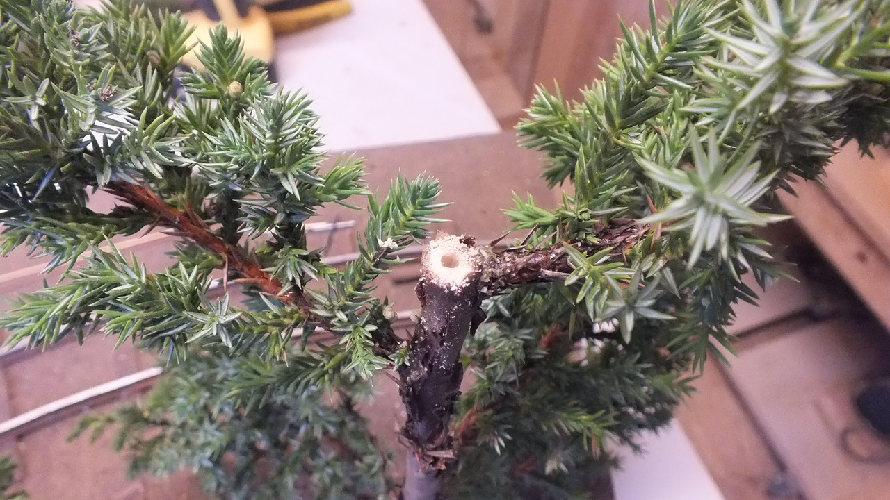 Gehölzrand für Module (21)