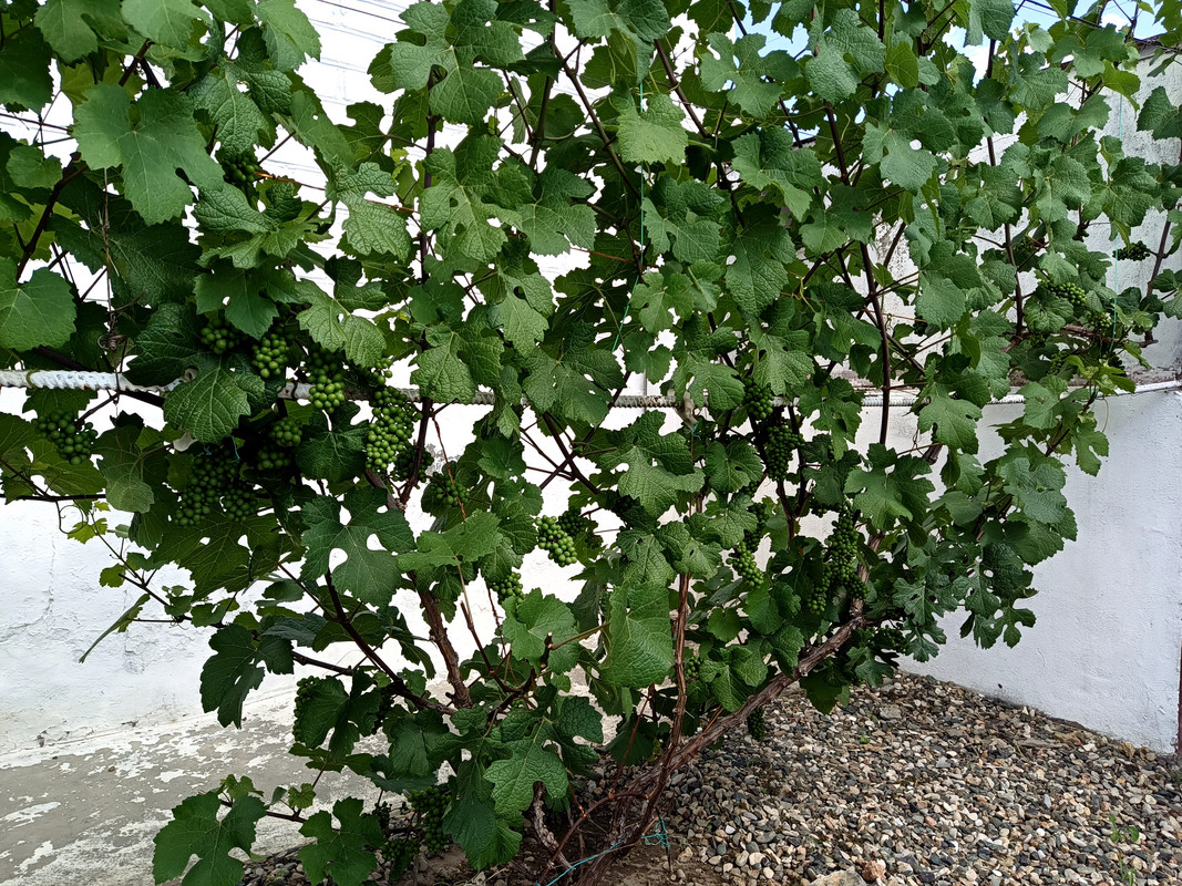 Пино Нуар 20250622_150544