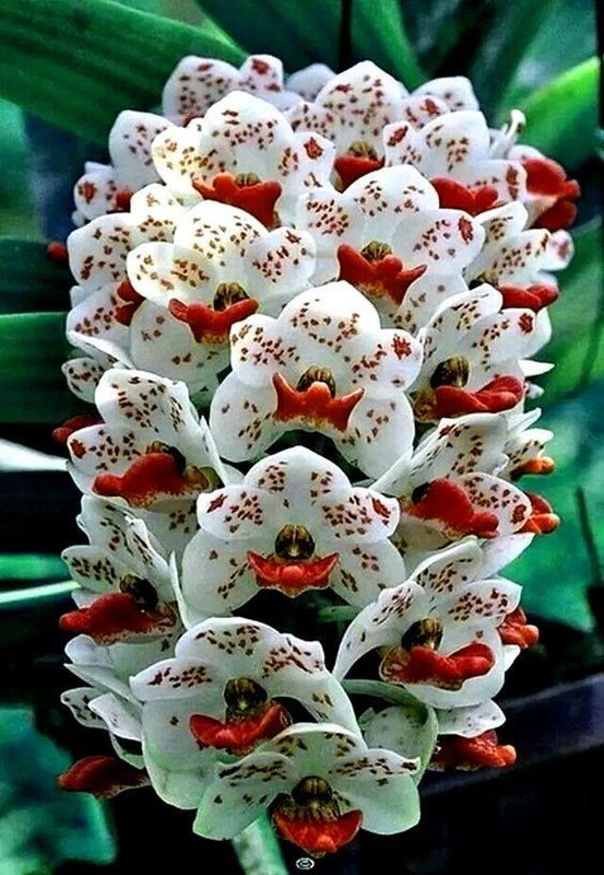 flowersunusual.jpg