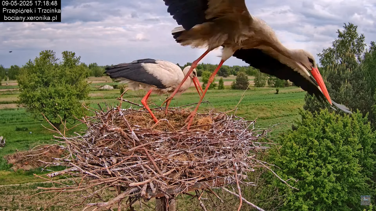 09052025bociany37