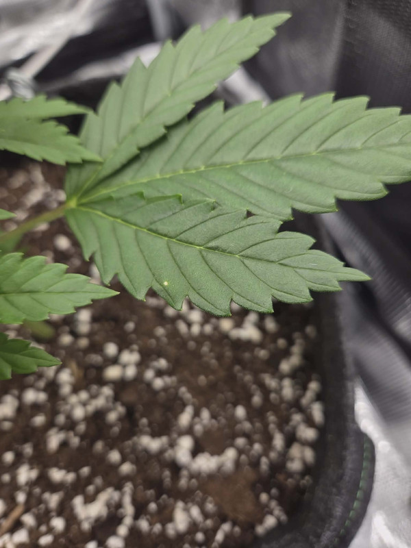 Messenger creation A6488CE5 B5CC 4F42 A322 5DFB96D6CAD9