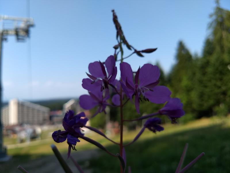 Slika