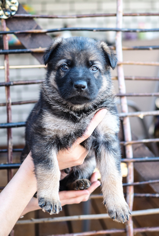 P6070231-кобель1