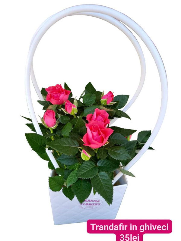 Trandafir in ghiveci