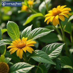 empresa-endoterapia-vegetal-malaga-1776342110320.png