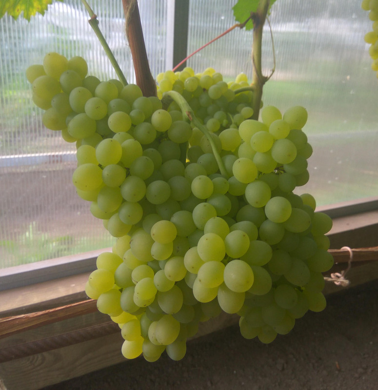 Кишмиш 342 самая большая гроздь фото от 22.08.2018