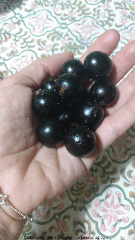 Huertasurbanas_com-frutomano.jpeg-20211020_192503Jaboticaba_Corrientes