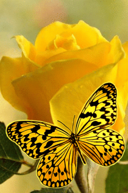 1591345-AJErp-AWf.gif