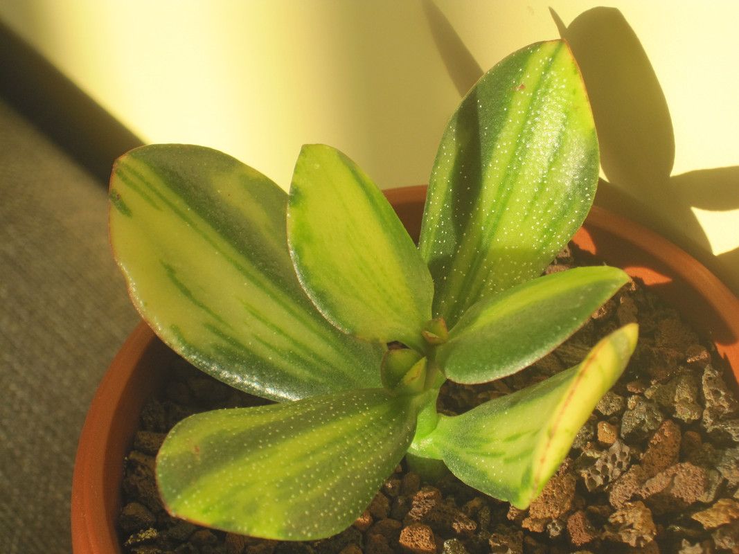 Крассула Солана 08.01.23 г