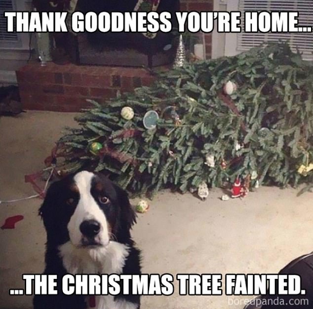 christmas-tree-fainted