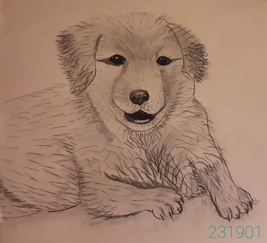 Golden-Retriever-Puppy-Charcoal.jpg