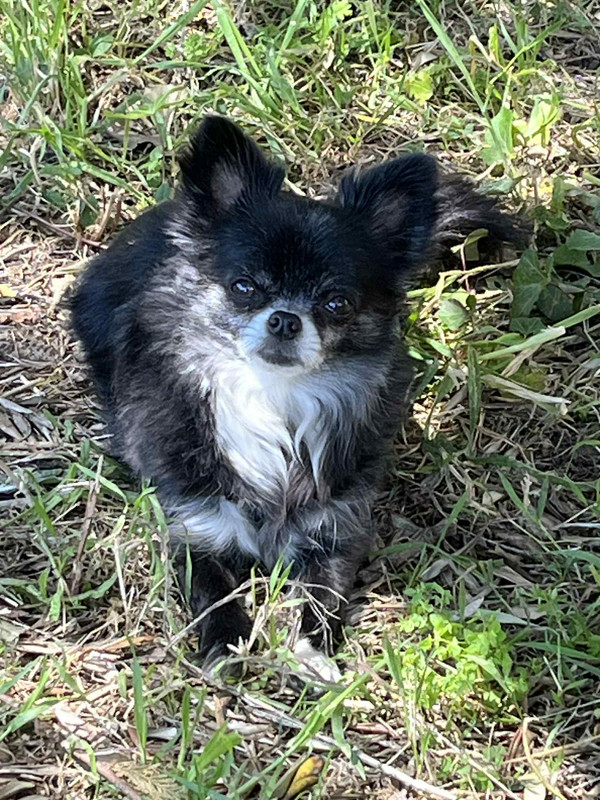 Messenger_creation_8492870A-01E0-40E6-8A6E-974D2B275CEE