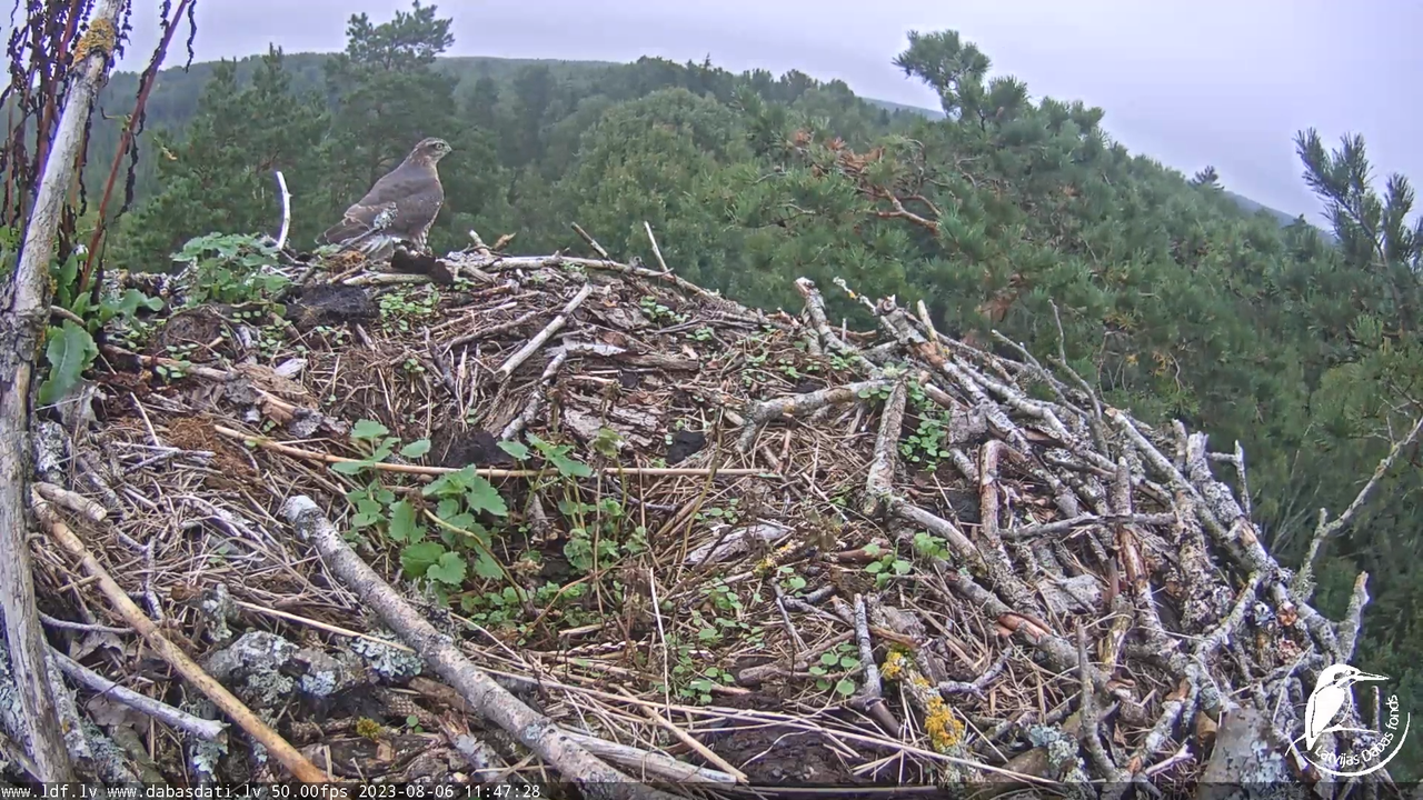 Zivju ērgļi (Pandion haliaetus) Kurzemē - LDF tiešraide 7-6-18 screenshot