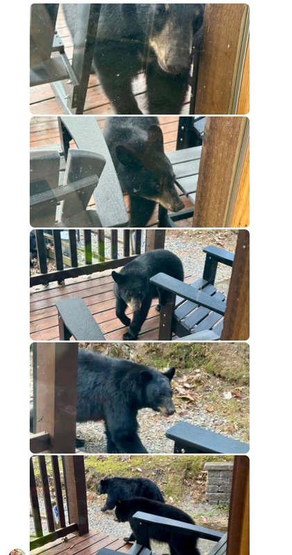 Bears at Gray Fox Den