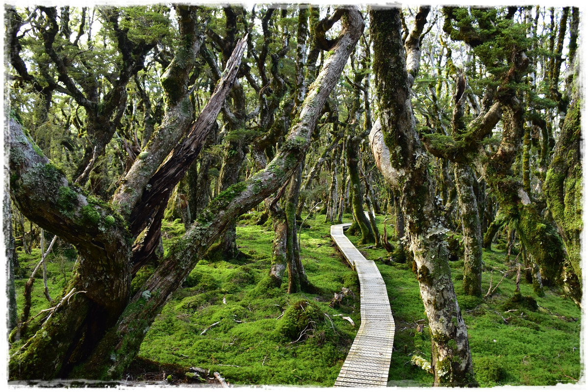 Fiordland NP: Humpridge Track (febrero 2021) - Escapadas y rutas por la Nueva Zelanda menos conocida (43)