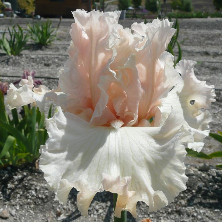 imageMain_2_126