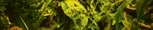 banner-600x120.gif