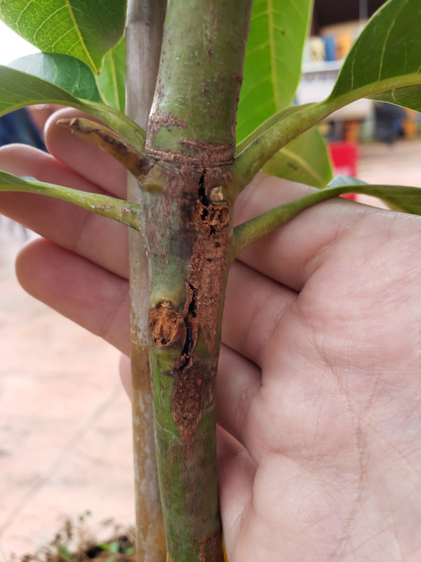 trunk 1