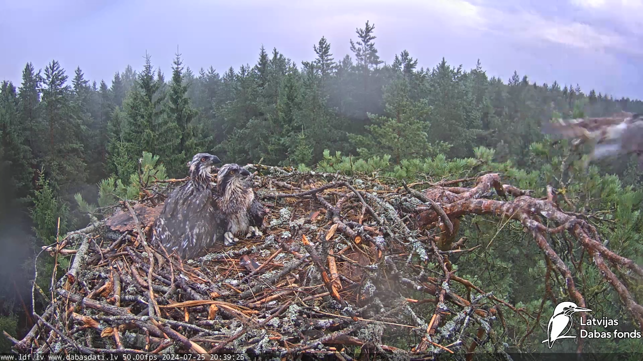 Zivju ērglis (Pandion haliaetus) Kurzemē - LDF tiešraide 15-51-25 screenshot