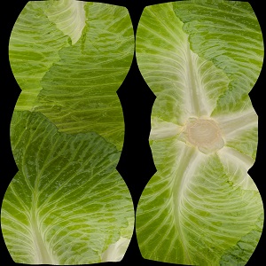Cabbage-Albedo
