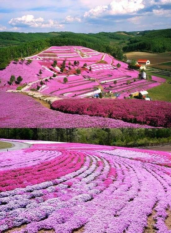pinkhillflowers.jpg