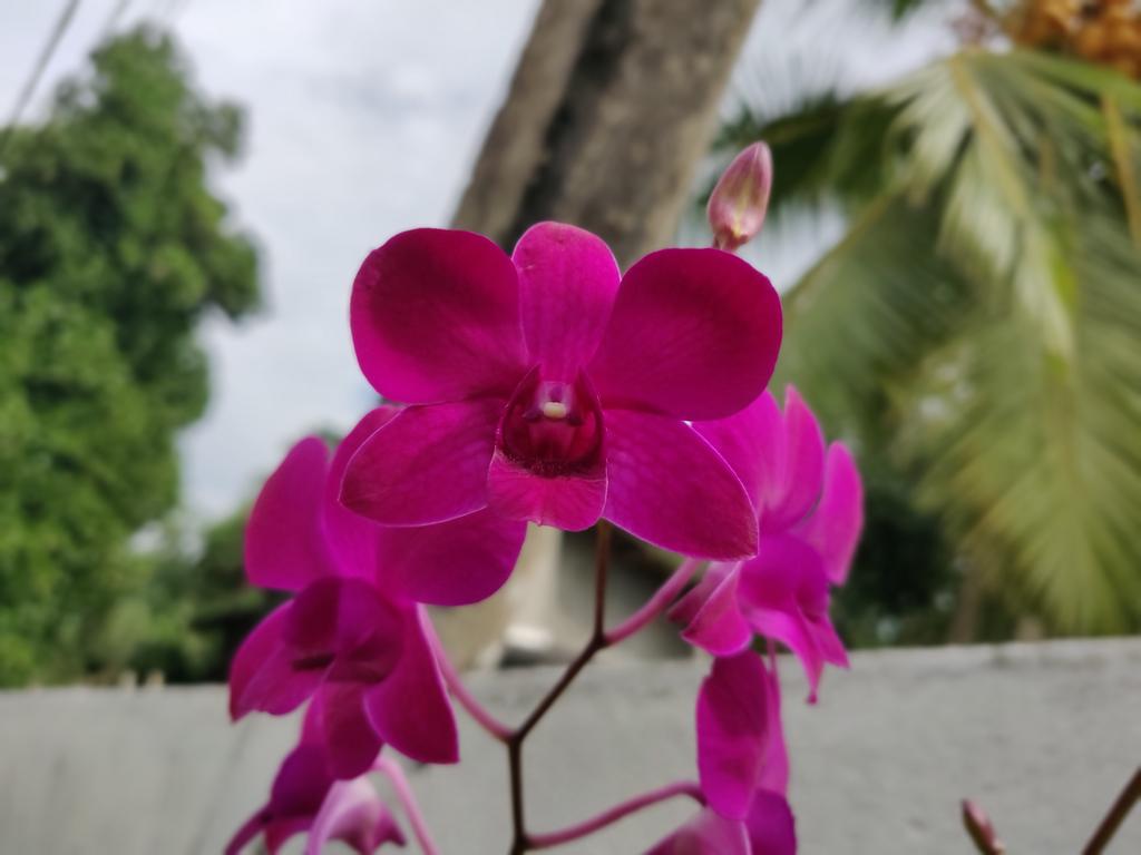 IMG-20181208-090632-Bokeh.jpg